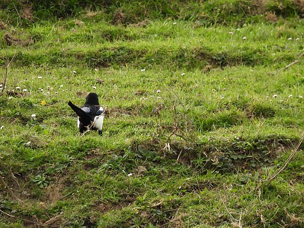 Mika  - Juana Oyanguren