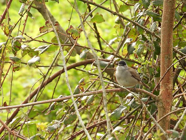 Txinbo kaskabeltza  - Juana Oyanguren