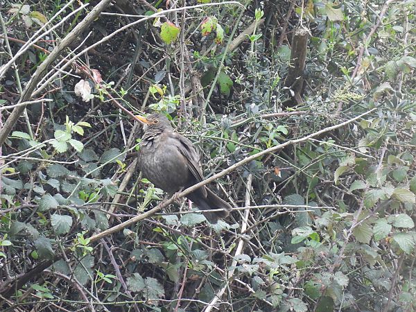 Zozo arrunta  - Juana Oyanguren