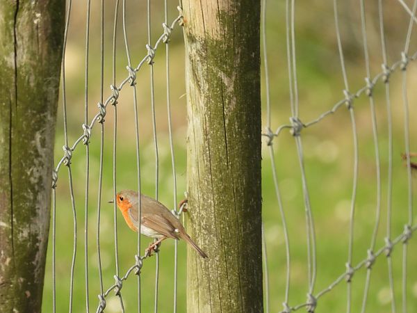 Txantxangorria  - Juana Oyanguren