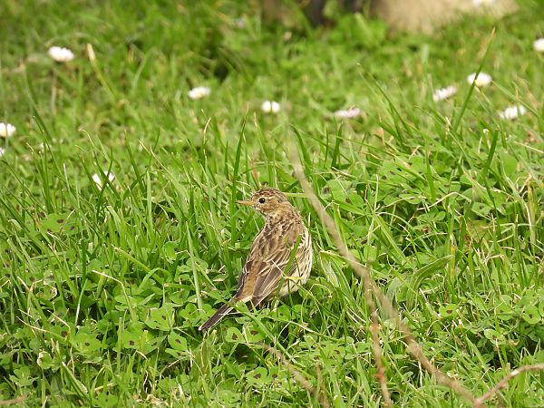 Negu-txirta  - Juana Oyanguren