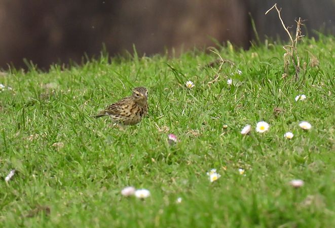 Negu-txirta  - Juana Oyanguren