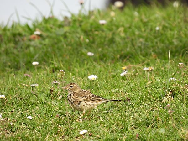 Negu-txirta  - Juana Oyanguren