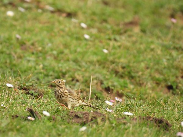 Negu-txirta  - Juana Oyanguren