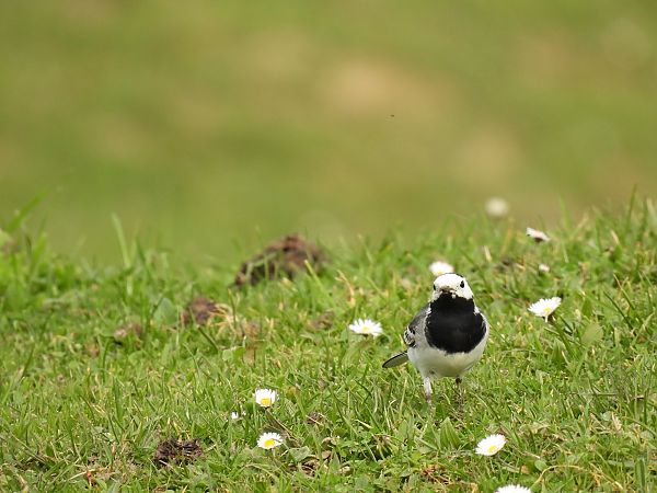 Lavandera Blanca  - Juana Oyanguren