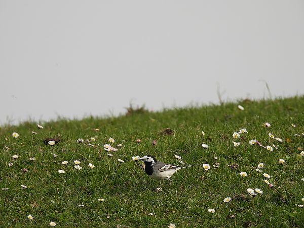 Buztanikara zuria  - Juana Oyanguren