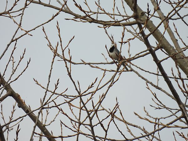 Buztanikara zuria  - Juana Oyanguren