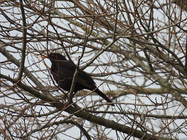 Zozo arrunta  - Juana Oyanguren