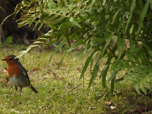 Txantxangorria  - Juana Oyanguren