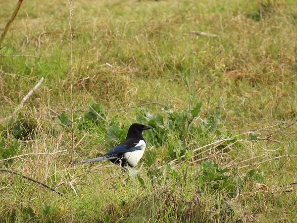 Mika  - Juana Oyanguren