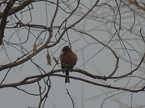 Txonta arrunta  - Juana Oyanguren