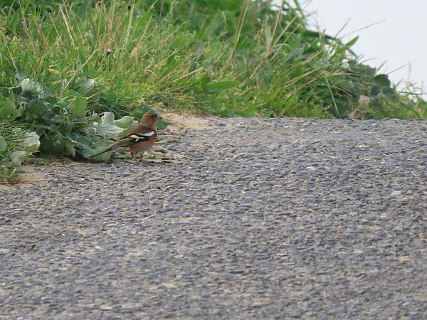 Txonta arrunta  - Juana Oyanguren