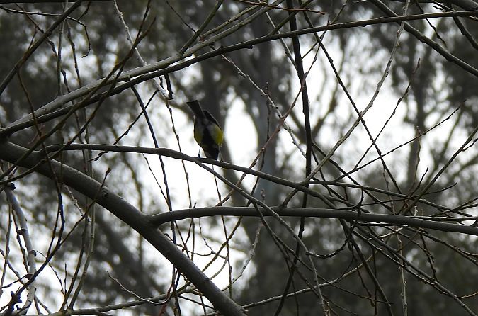 Kaskabeltz handia  - Juana Oyanguren