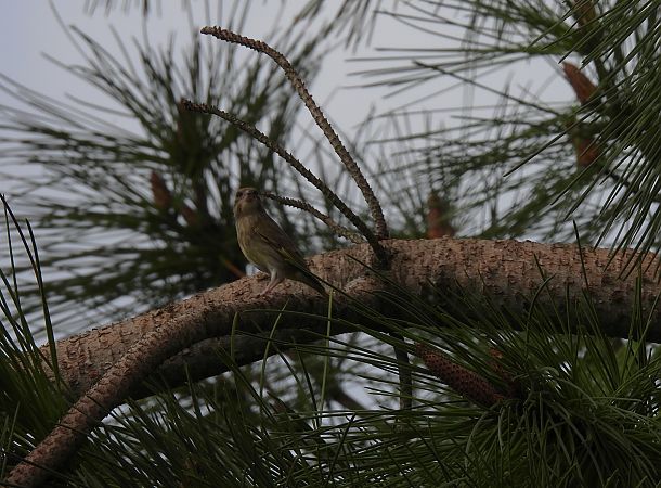 European Greenfinch  - Juana Oyanguren