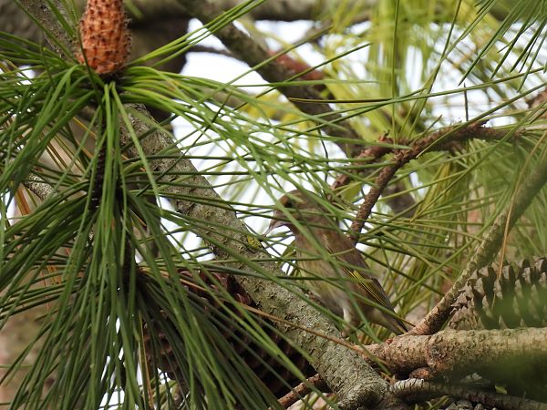 Txorru arrunta  - Juana Oyanguren