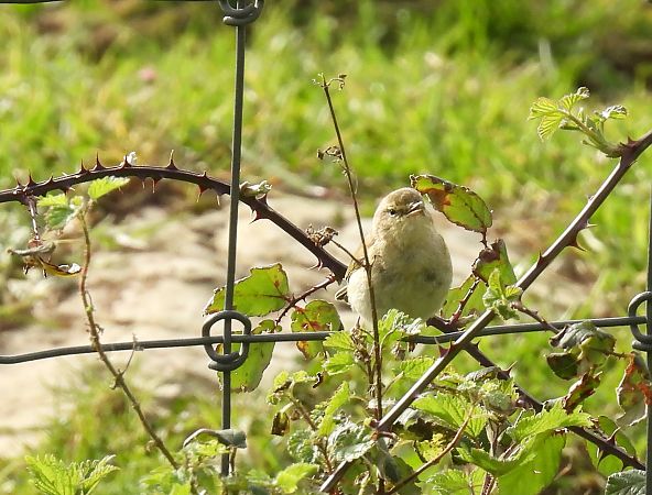 Txio arrunta  - Juana Oyanguren