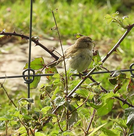 Txio arrunta  - Juana Oyanguren