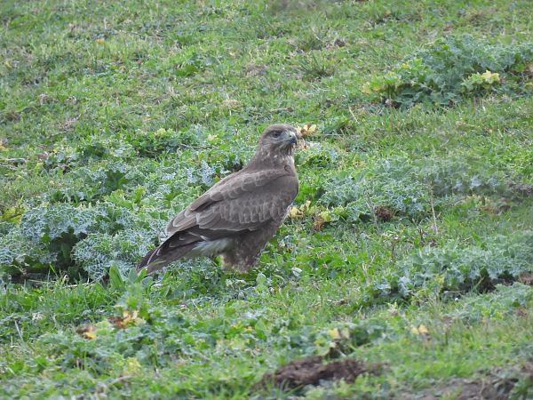Zapelatz arrunta  - Juana Oyanguren