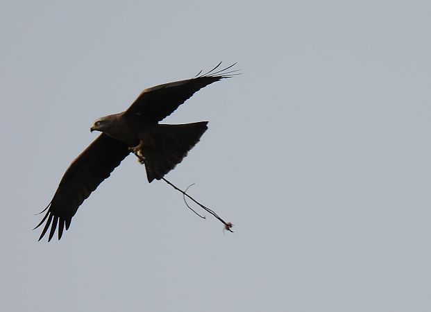 Miru beltza  - Juana Oyanguren