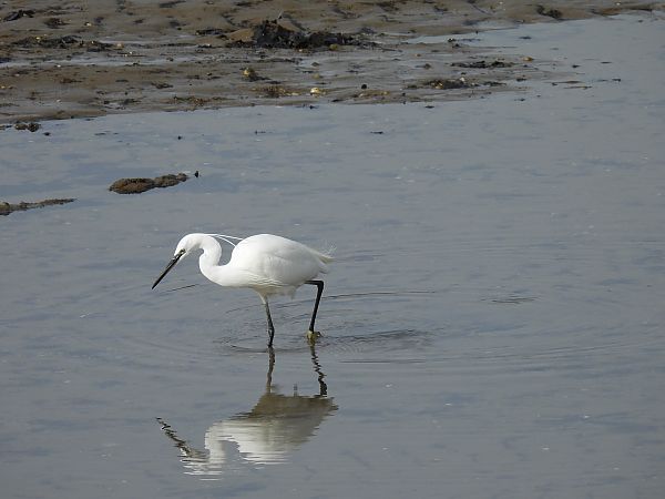 Koartzatxo txikia  - Juana Oyanguren