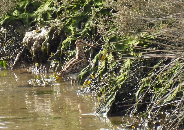 Istingor arrunta  - Juana Oyanguren