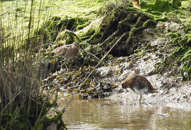 Istingor arrunta  - Juana Oyanguren