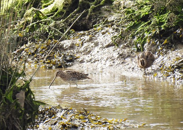 Istingor arrunta  - Juana Oyanguren