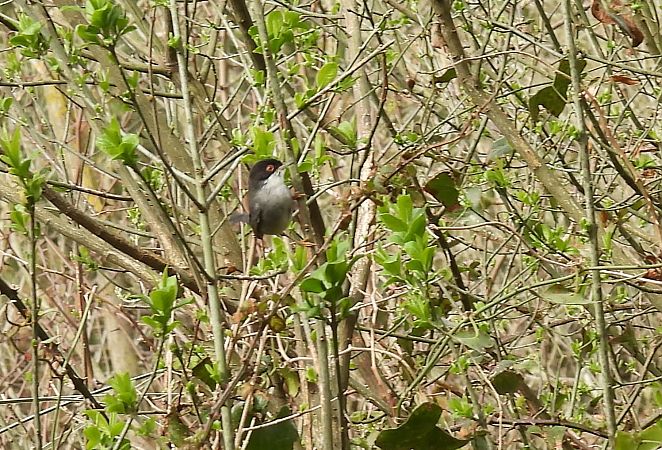 Txinbo burubeltza  - Juana Oyanguren