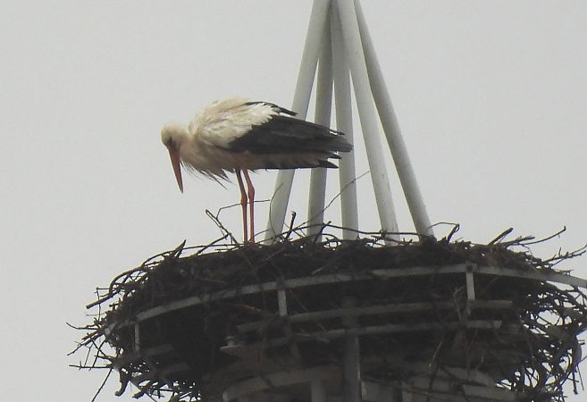 Zikoina zuria  - Juana Oyanguren