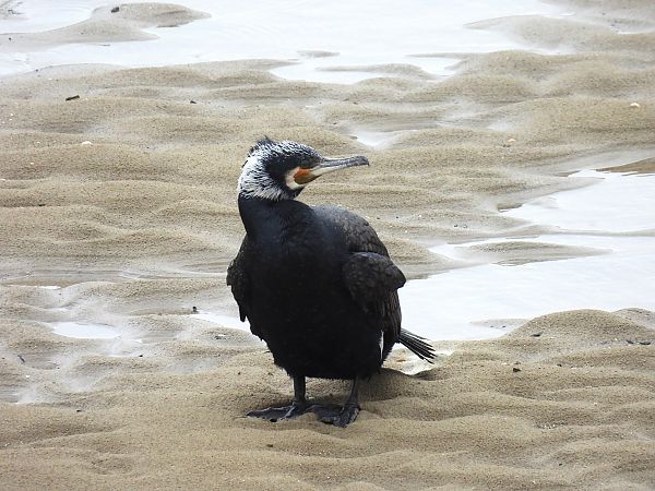 Ubarroi handia  - Juana Oyanguren