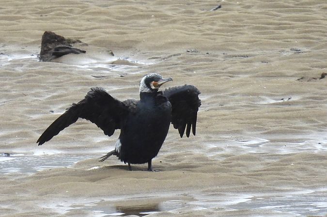 Ubarroi handia  - Juana Oyanguren