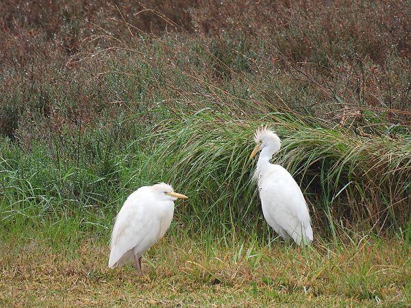 Koartzatxo itzaina  - Juana Oyanguren