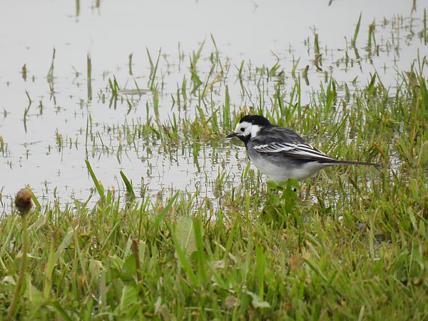 Buztanikara zuria  - Juana Oyanguren