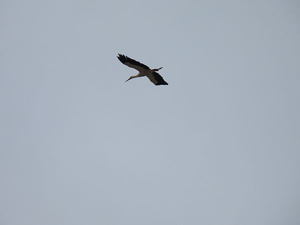 Zikoina zuria  - Juana Oyanguren