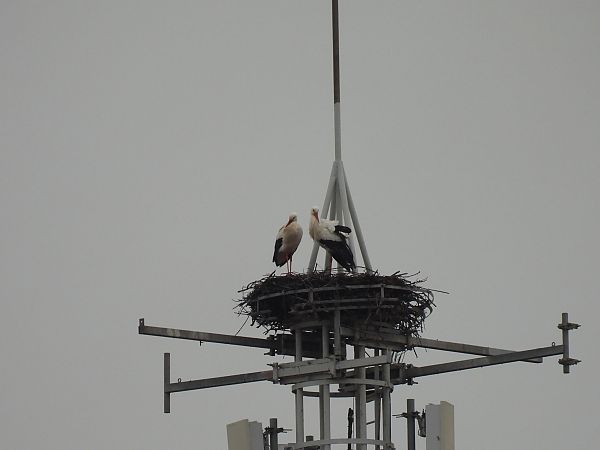 Zikoina zuria  - Juana Oyanguren