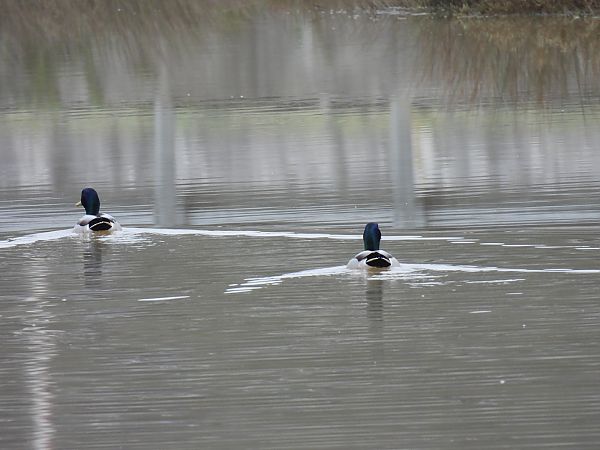Basahatea  - Juana Oyanguren