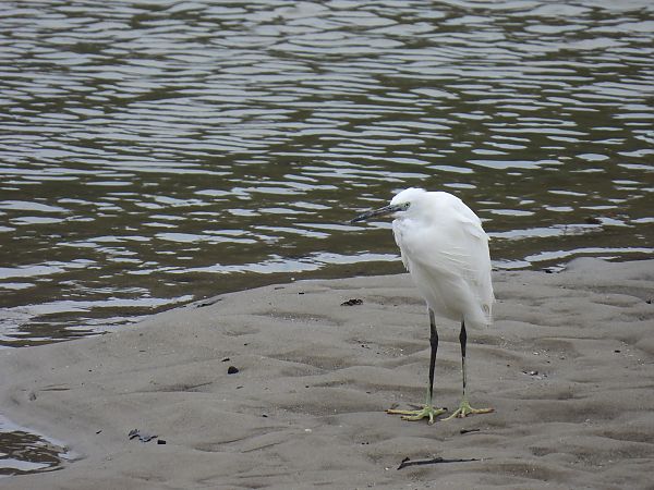 Koartzatxo txikia  - Juana Oyanguren