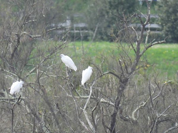 Aigrette garzette  - Juana Oyanguren