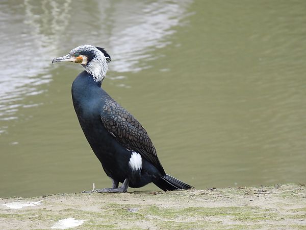 Ubarroi handia  - Juana Oyanguren