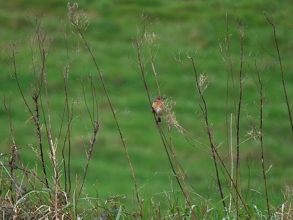 Pitxartxar burubeltza  - Juana Oyanguren