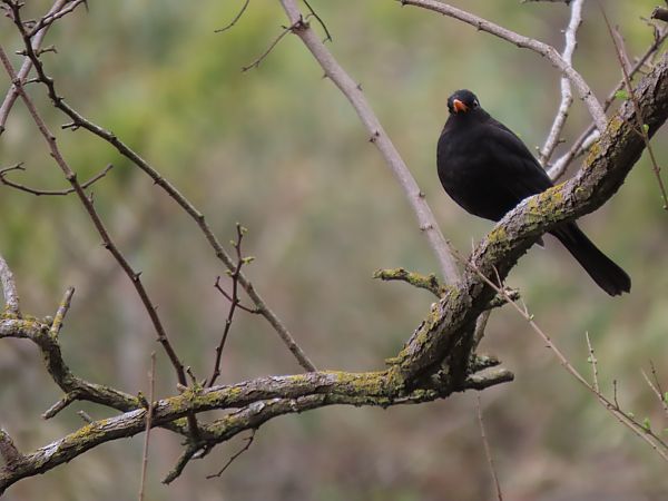 Zozo arrunta  - Juana Oyanguren