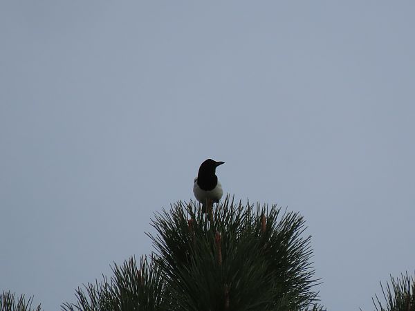 Mika  - Juana Oyanguren