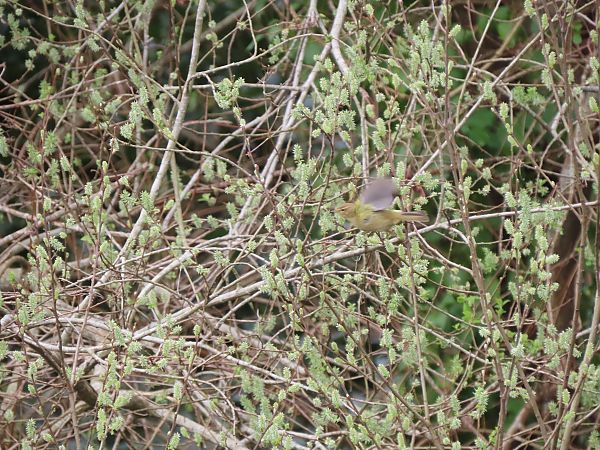Common Chiffchaff  - Juana Oyanguren