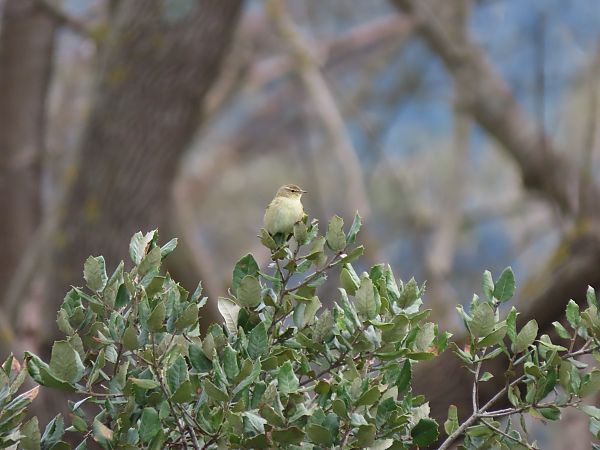 Txio arrunta  - Juana Oyanguren