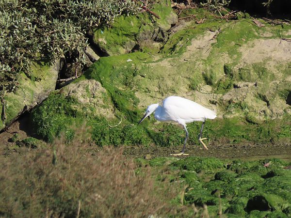 Koartzatxo txikia  - Juana Oyanguren