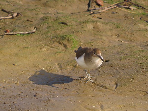Chevalier guignette  - Juana Oyanguren