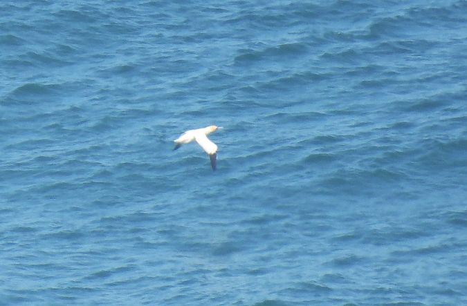 Zanga arrunta  - Juana Oyanguren