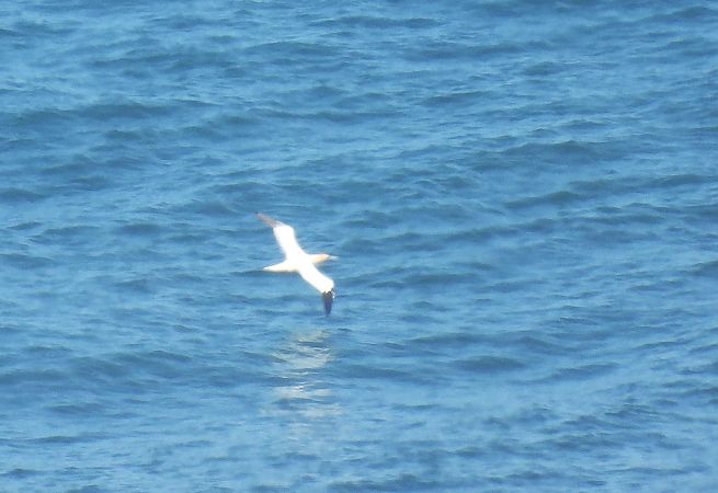 Zanga arrunta  - Juana Oyanguren