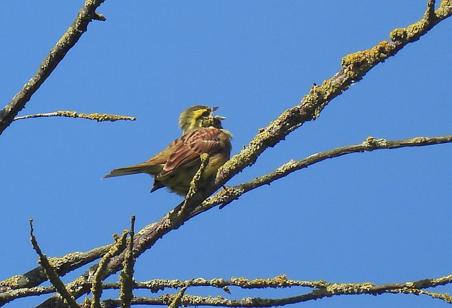 Hesi-berdantza  - Juana Oyanguren