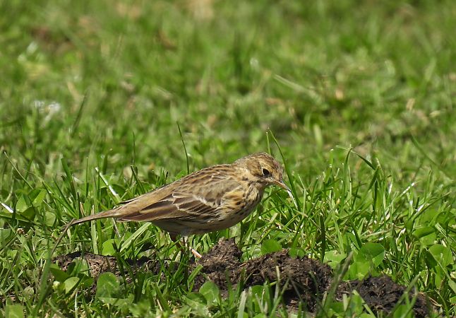 Negu-txirta  - Juana Oyanguren